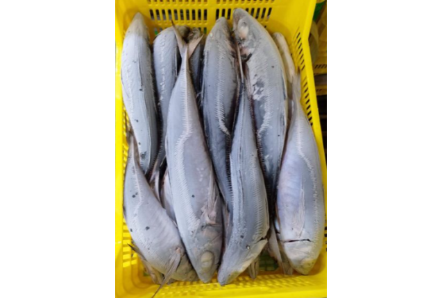 Frozen Whole Round Horse Mackerel - Per MT Size 500-900g