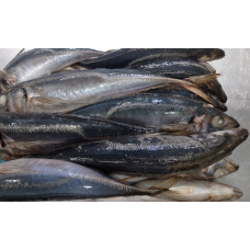 Frozen Whole Round Horse Mackerel - Per MT Size 500-900g