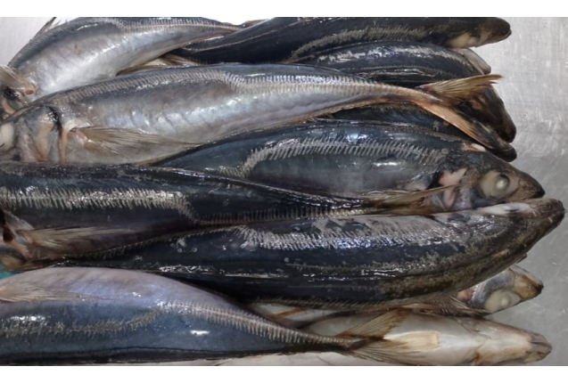 Frozen Whole Round Horse Mackerel - Per MT Size 500-900g