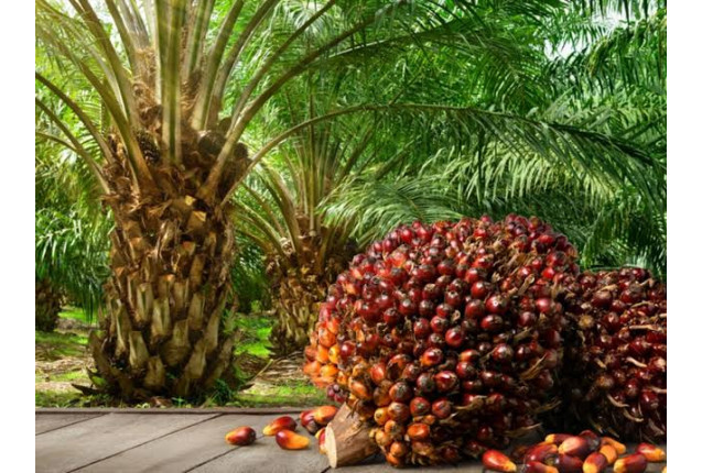 Palm  Red Oil(1L) x 12