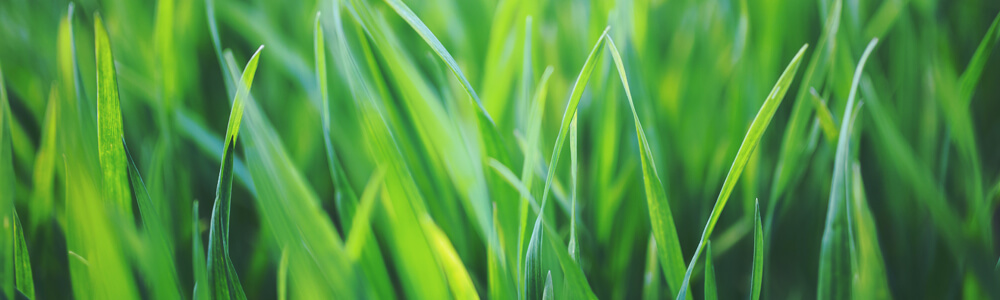 Artificial Grass & Sports Flooring