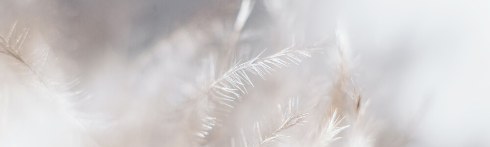 Down & Feather