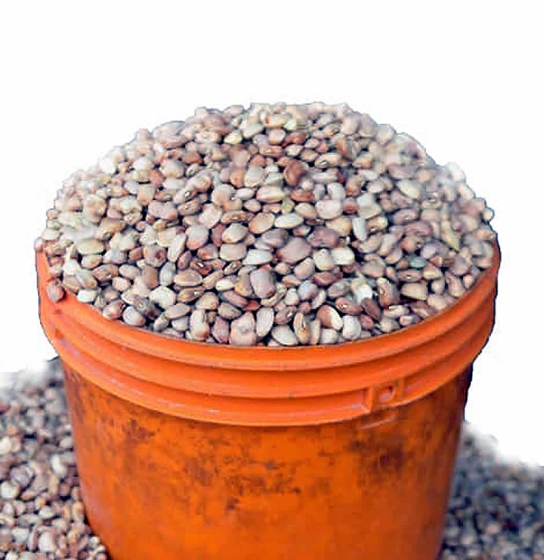 Oloyin Beans (One Paint Bucket